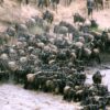 3 Days Masai Mara Wildebeest Migration Safari