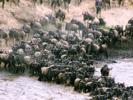 3 Days Masai Mara Wildebeest Migration Safari