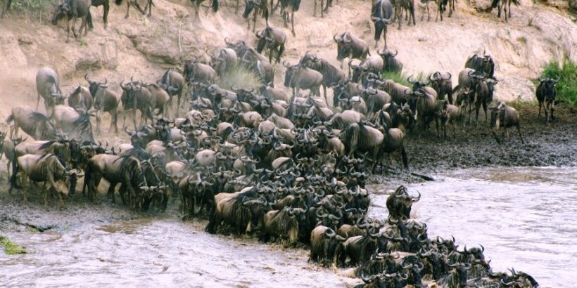 3 Days Masai Mara Wildebeest Migration Safari