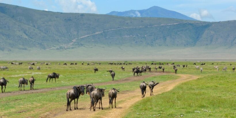 Ngorongoro