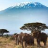 amboseli-safaris