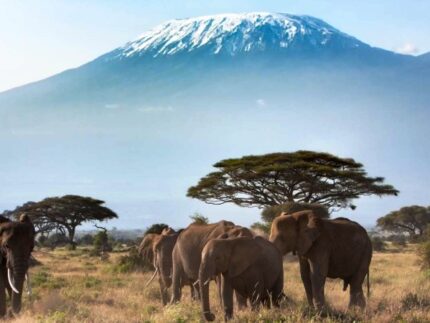 A Taste of Kenya Safari