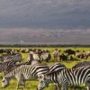 amboseli-zebra