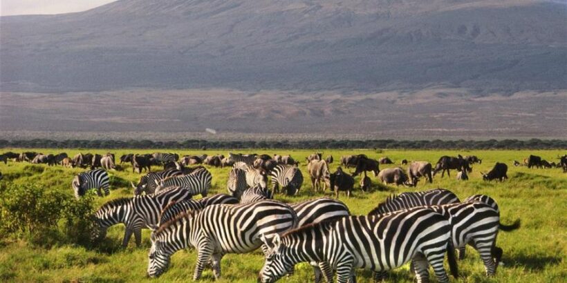 amboseli-zebra