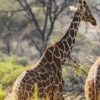 8 Days Best of Kenya Safari Adventure