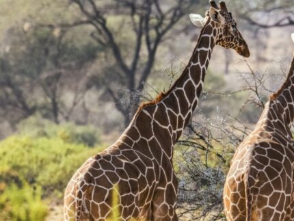 8 Days Best of Kenya Safari Adventure