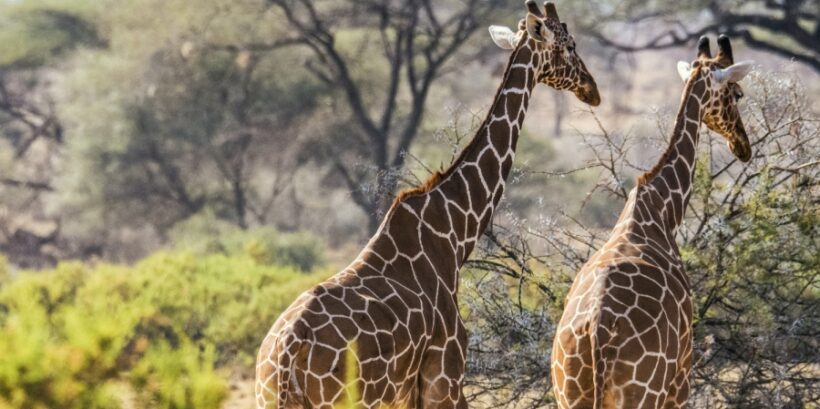 8 Days Best of Kenya Safari Adventure