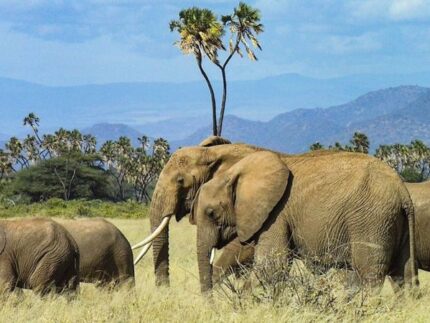 12 Days East Africa Safari Highlight