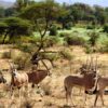 samburu-safaris