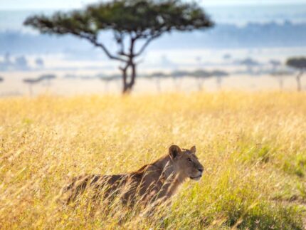 Maasai Mara National Reserve
