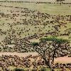 serengeti-migration