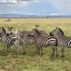 8 Days Best of Tanzania Safari
