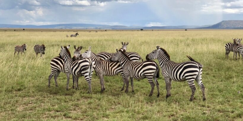 8 Days Best of Tanzania Safari