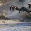 Wildlife Kenya Safari- Wildebeast crossing in Mara River