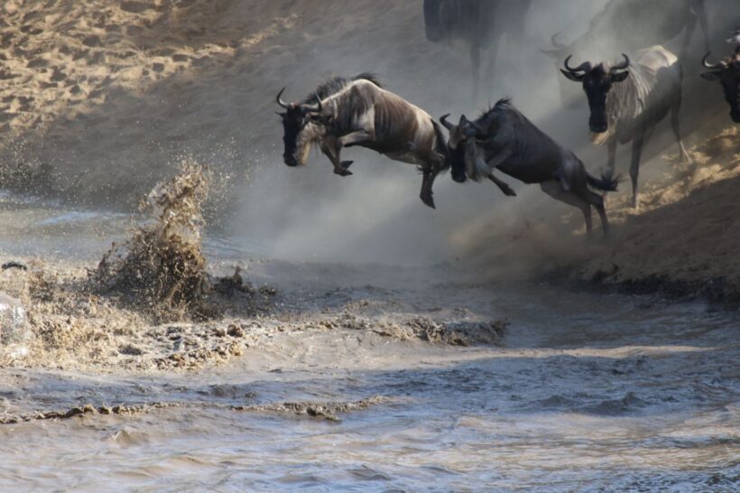Wildlife Kenya Safari- Wildebeast crossing in Mara River