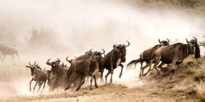 wildebeest-migration-Mara