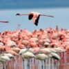 Lake-Nakuru-National-Park