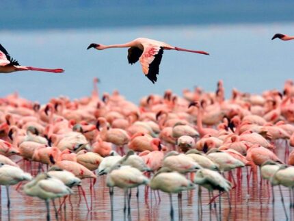 Lake Nakuru National Park - Flamingos