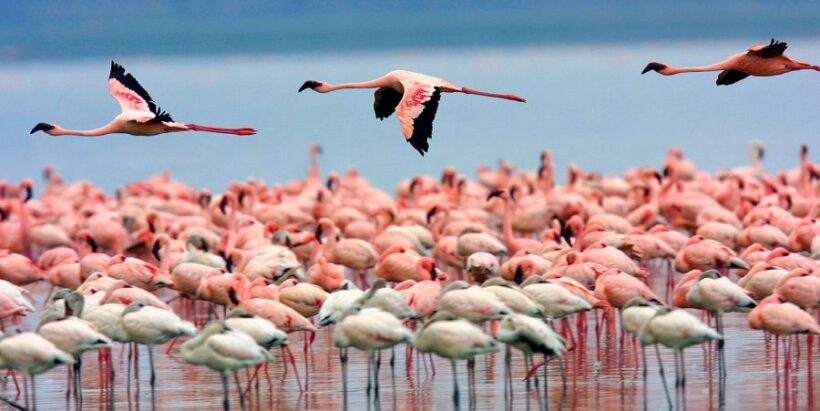 Lake-Nakuru-National-Park