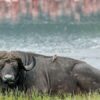Lake-Nakuru-buffalo