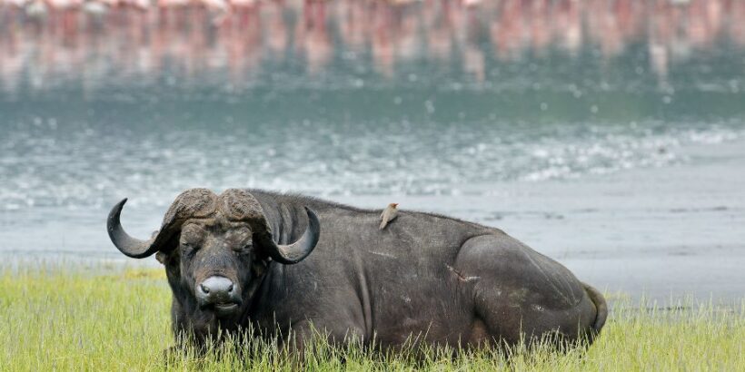 Lake-Nakuru-buffalo