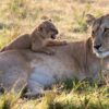 Mara-Lion-cub