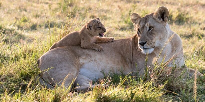 Mara-Lion-cub