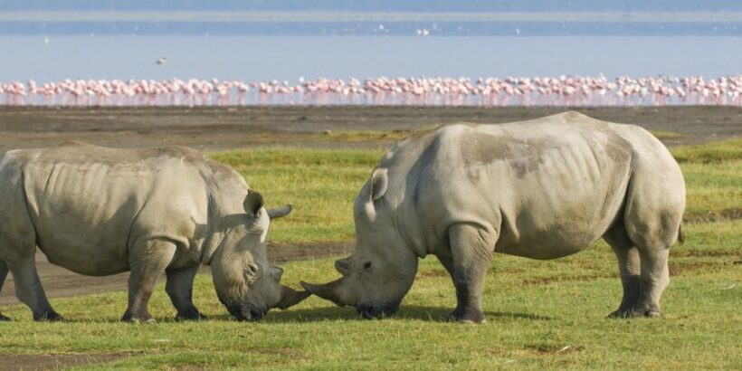 lake-nakuru-national-park2