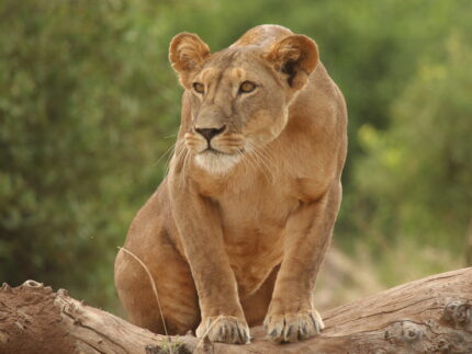 9-Day Luxury Lodge Safari in Premier Parks in Kenya