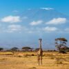 Amboseli-giraffe Amboseli-giraffe