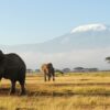 Amboseli-national-park