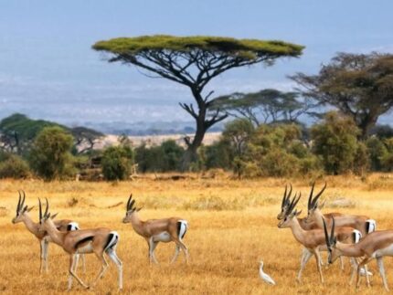 Honeymoon Safari with a beach stay