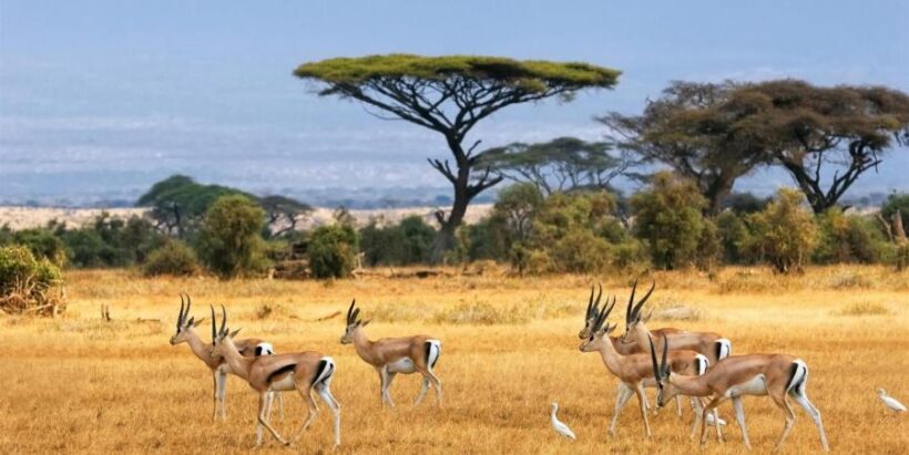 Honeymoon Safari with a beach stay