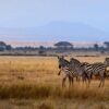 Amboseli-zebras 3 days Amboseli National Park