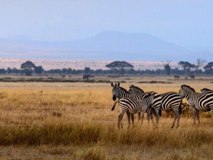 3 days Amboseli National Park
