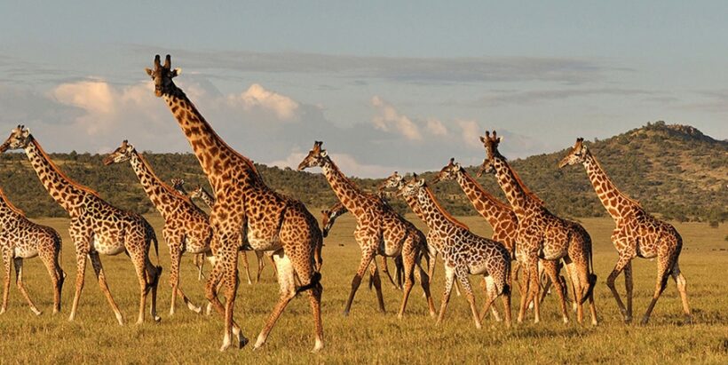 Lake-Manyara Lake-Manyara