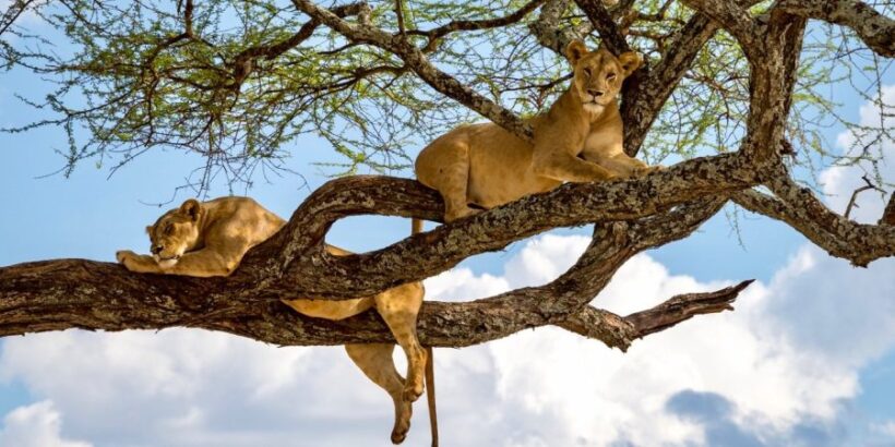 Lake-Manyara-lions Lake-Manyara-lions