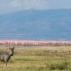 Lake-Manyara2