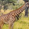 Masai_Mara_Giraffe