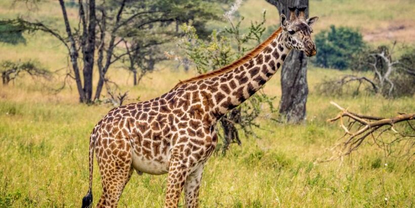 Masai_Mara_Giraffe