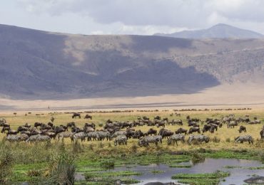 Ngorongoro