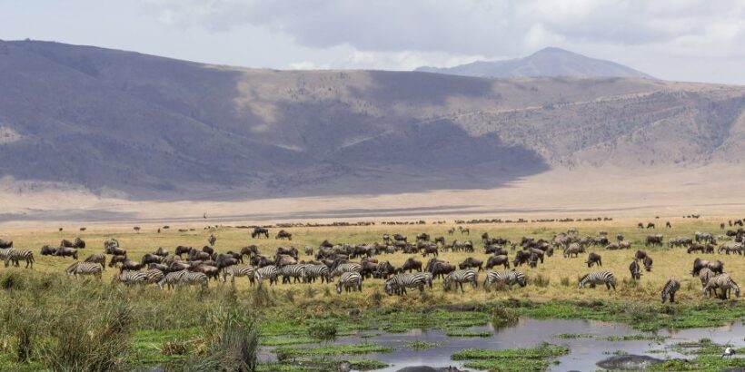 Ngorongoro Ngorongoro
