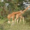 ___Rothchild Giraffe 4 – Lake Nakuru