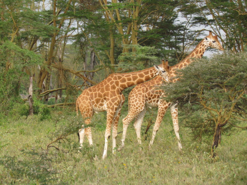___Rothchild Giraffe 4 – Lake Nakuru
