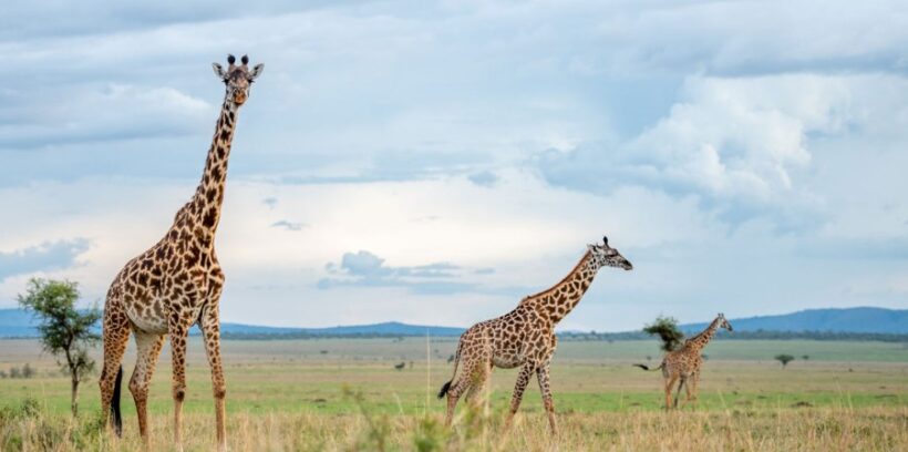 Serengeti-safari Serengeti-safari