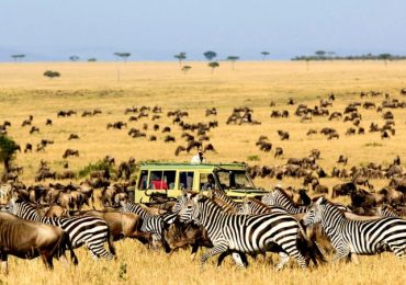 Serengeti-wildebeest
