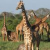 Tsavo_west Tsavo_west