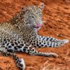 leopard-Tsavo-East leopard-Tsavo-East