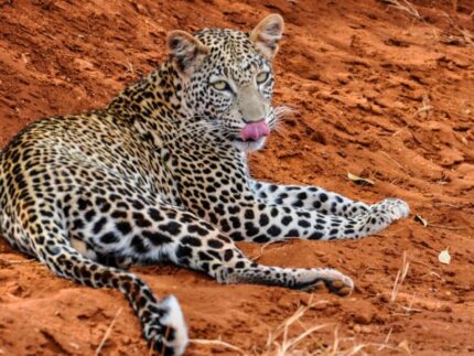 12 Days Kenya Mid-range Safari