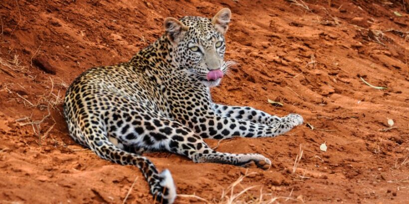 leopard-Tsavo-East leopard-Tsavo-East